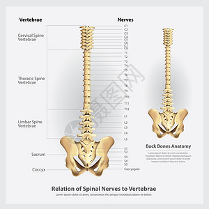 脊椎活神经和膜片段及根矢量说明背景图片