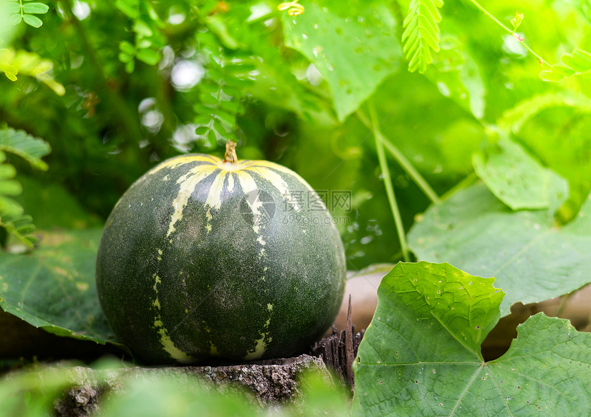 MuskmelonGreenCantaloupethai甜瓜种植园地农业自然背景图片