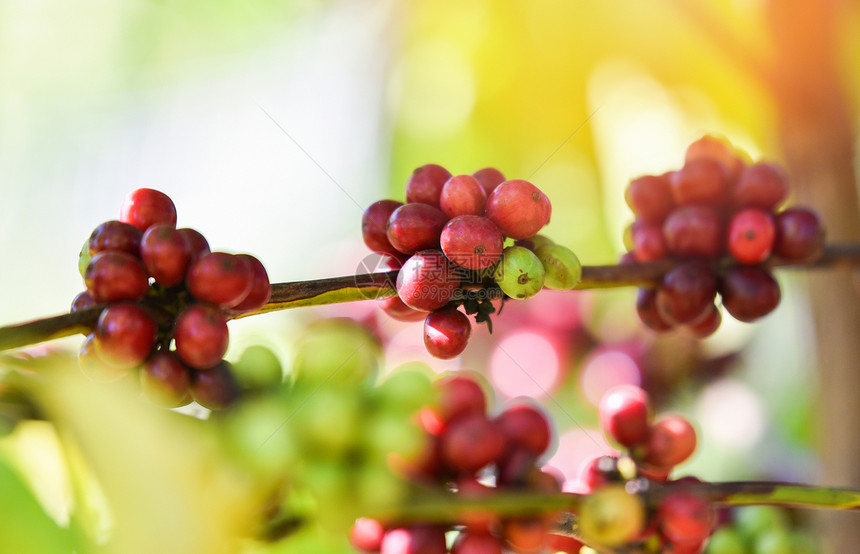 田野树上的红咖啡豆和田野阳光农业有机场中的咖啡种子分支图片