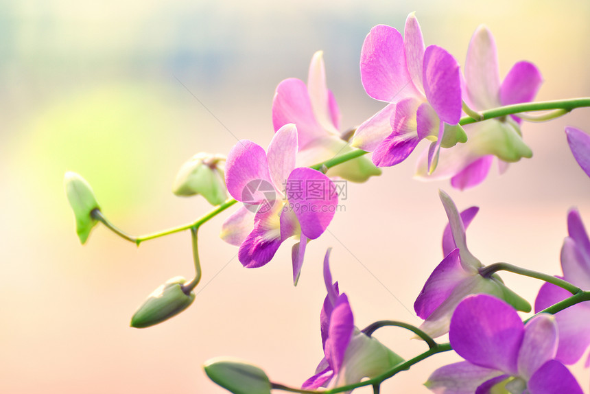 春夏花园中美丽的兰粉和紫图片