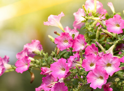 春花中粉红朵大自然背景背景图片