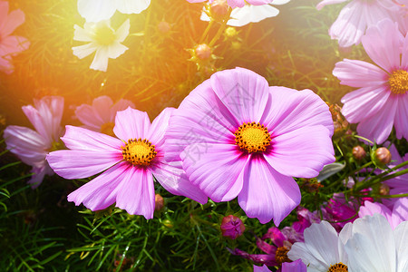 紫色粉的花朵在田野夏园背景上背景图片