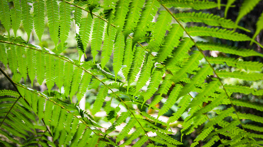 雨林自然背景中的绿叶生热带植物图片