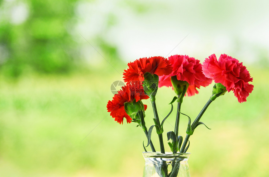 红色和粉康乃馨花在玻璃罐中开自然绿色背景图片