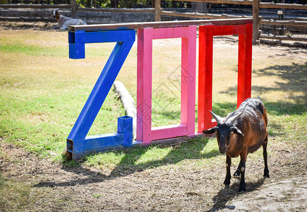 在户外农场动物园的标志和棕色山羊抚摸高清图片素材