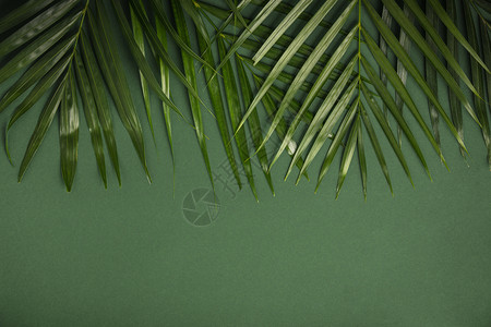 绿色背景的热带棕榈树叶夏季概念平面顶视图复制空间图片