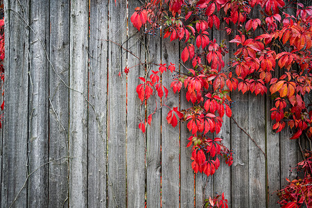 秋天木篱笆植物秋天背景图片