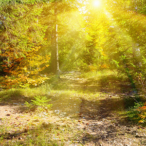 阳光照耀秋天的森林图片