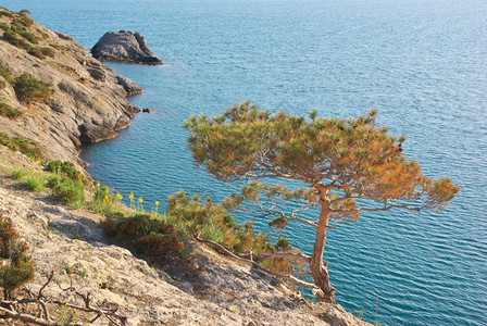 山和海边的松树自然景观图片