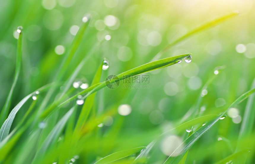 雨滴的宏自然构成图片