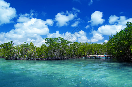 金海湾红树林驯鹿海红树林背景