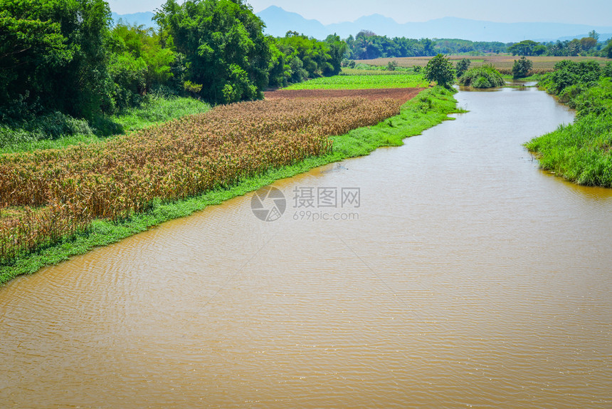 在河岸种植的玉米田图片