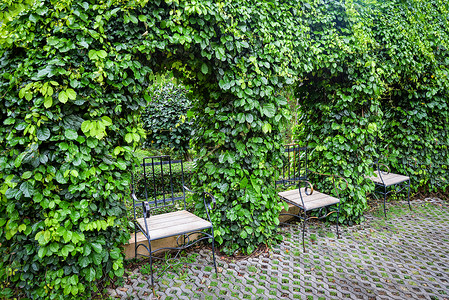 绿植物藤树在顶上种植绿物树叶花园公的长椅自然背景背景图片
