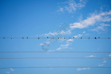 鸟在有线和蓝天空背景上的鸟图片