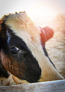 近脸部牛白色和黑寻找相机在农场眼睛动物背景图片