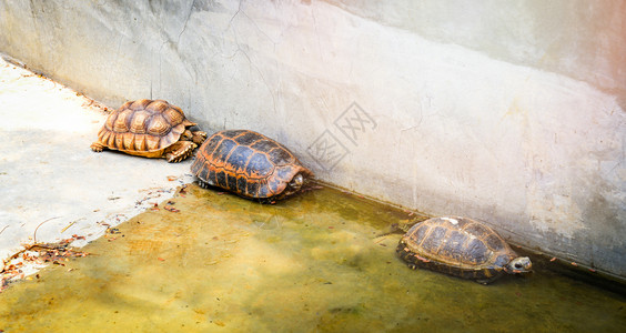 水泥池中的海龟淡水图片