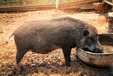 黑猪野生森林在动物保护区的大笼子上觅食打猎高清图片素材