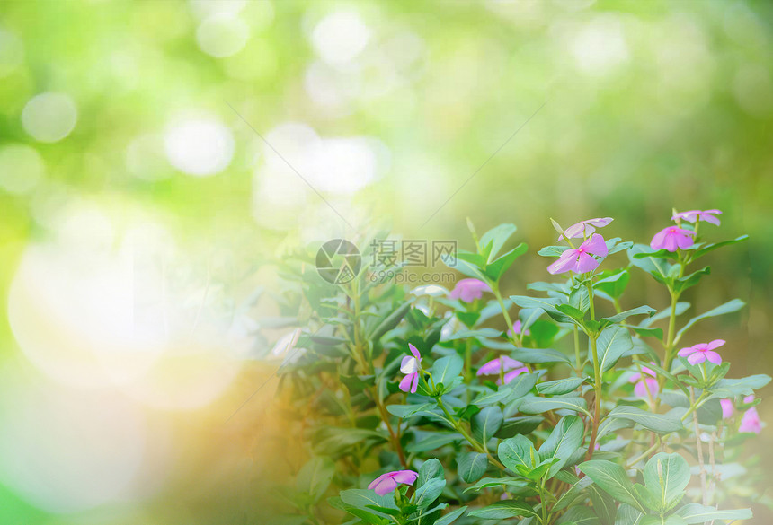 春夏花朵在前院开大自然的绿色布基背景图片