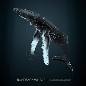 矢量鲸鱼背景图图片