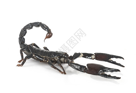 蝎子精白色背景面前的异形脊椎背景
