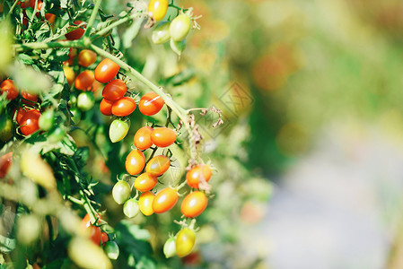 成熟的红番茄和绿种植在花园的藤树上准备收获番茄植物有机自然农业背景图片