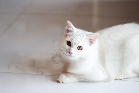 白猫的肖像宠物在客厅里玩家关闭美丽和可爱的白波斯猫有选择焦点背景图片