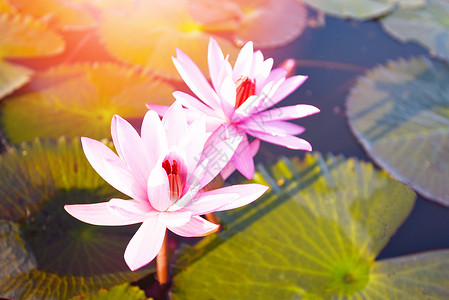 清晨自然界的红莲粉花百合水背景图片