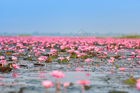 泰国乌登萨尼UdonThani晨间地标水自然景观上带红莲花的湖河背景图片