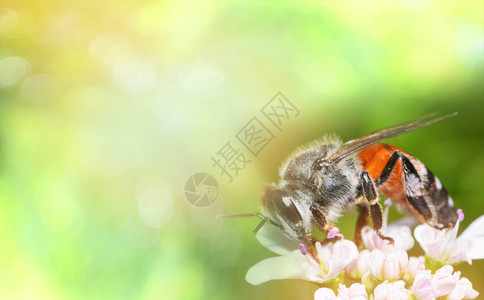 白色花朵上紧贴的昆虫蜜蜂收集花粉在园自然背景中为蜜蜂收集花粉图片