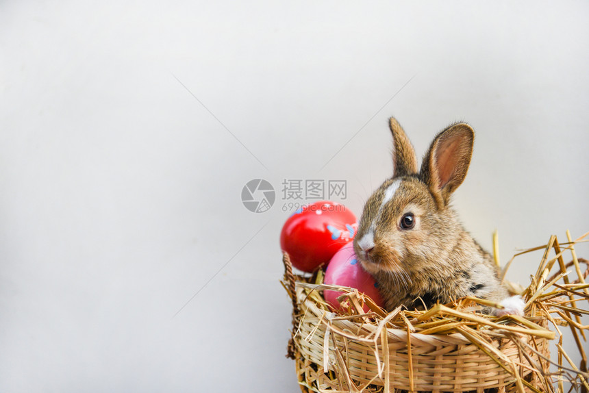 灰色背景的复活节兔子和鸡蛋坐在篮子巢中的小棕色兔子和彩鸡蛋图片