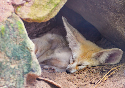 戴眼镜的小狐狸仙狐沙漠睡在石洞里背景