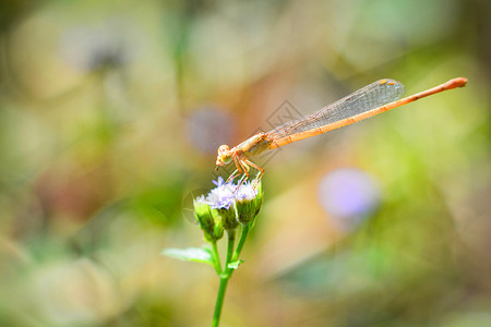 金蜻蜓紫色花朵上的黄龙尾苍蝇美丽于大自然绿色模糊背景关闭野生昆虫背景