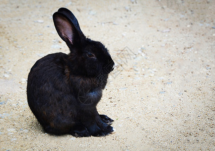 黑色兔子黑兔躺在动物宠农场的地上背景