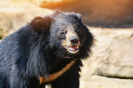 亚洲黑熊胸前的V形状是白羊毛接近亚洲黑熊在夏天放松背景图片