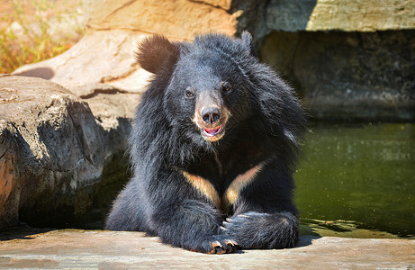 亚洲黑熊胸前五型是白羊毛接近亚洲黑熊夏天在水中放松背景图片
