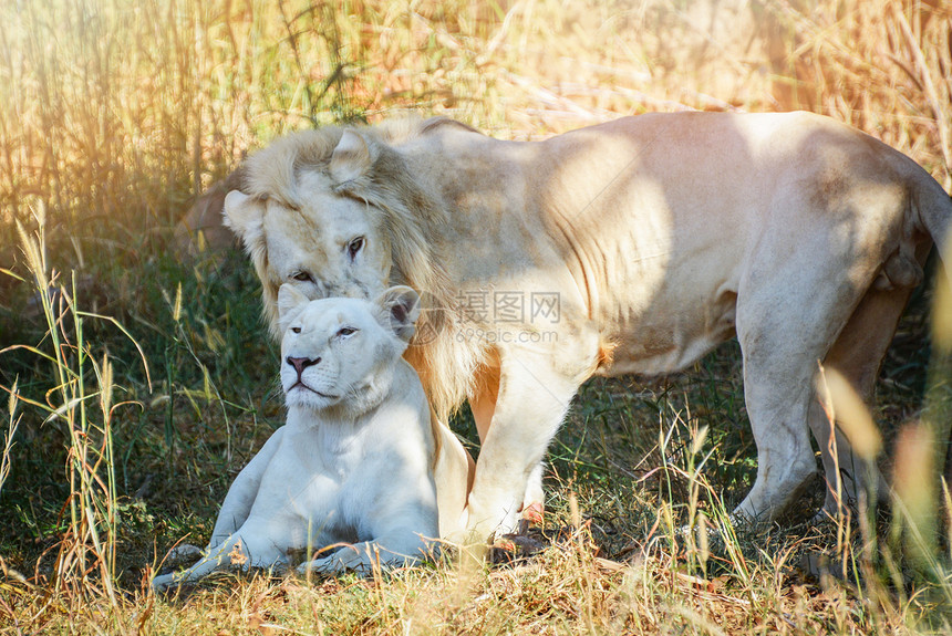 雄和雌家族白狮子躺在草野生狮子夫妇之王图片