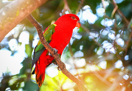站在树果绿背景上美丽的红鹦鹉鸟Loriusgarruls背景
