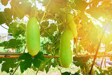 Calabashgourd蔬菜挂在葡萄植物上图片