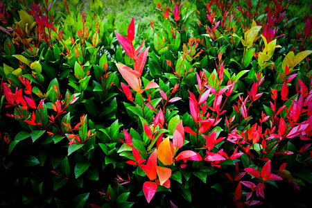 树的美丽红叶或园艺中的克里斯蒂娜树美丽红叶图片