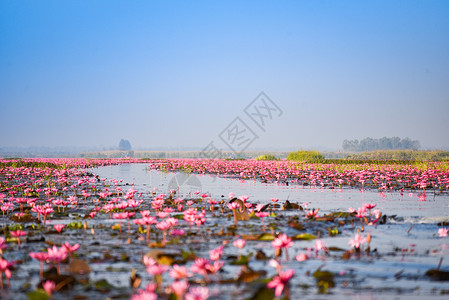 泰国乌登萨尼UdonThani晨间地标水自然景观上带红莲花的湖河背景图片