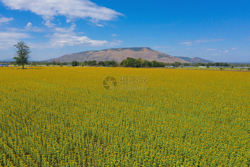 夏季在泰国洛普布里省自然花园公外出旅行节假日时从空中观看全开向日葵田的景自然观背图片