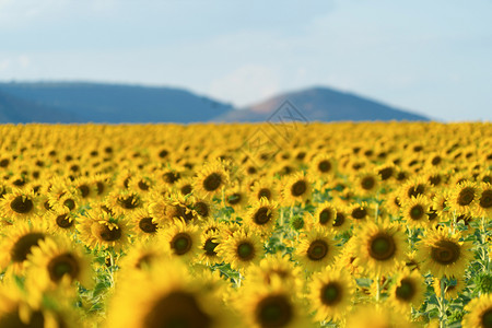 夏季中午在泰国洛普布里省自然花园公外出旅行节假日全开向葵田自然景观背图片