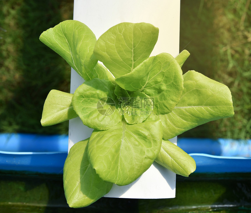蔬菜水栽系统青绿新鲜生菜沙拉种植花园水栽养农场植物在温室有机健康食品中没有土壤农业的水上种植图片