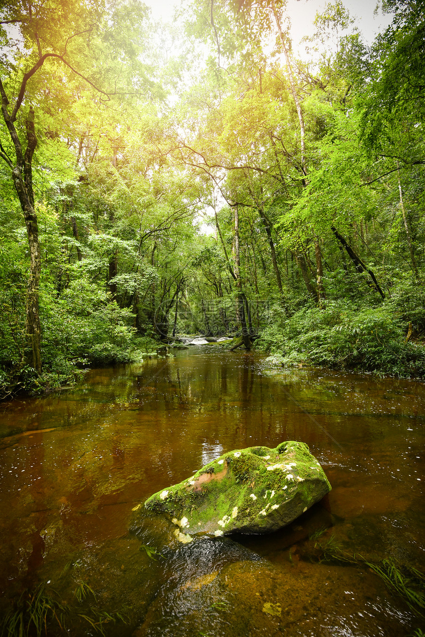 山河水流瀑布绿林景观自然植物树林晨野热带中岩石和绿苔图片