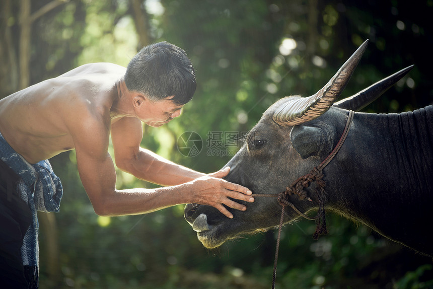 农民与水牛看着眼睛亚洲男人农民在田野村爱水牛护动物订婚的主人图片