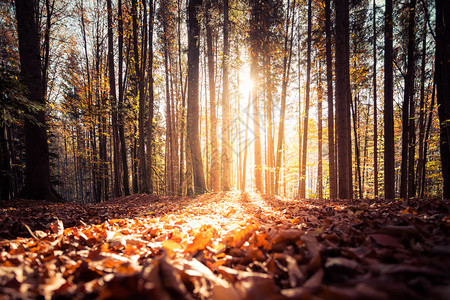 秋天美丽的森林阳光明媚的一天地板上满的叶子图片