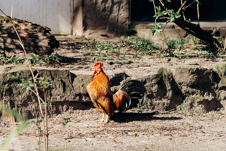 一只公鸡的美丽肖像一只公鸡在地上行走谷仓高清图片素材
