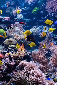 具有丰富多彩鱼类和海洋生物的珊瑚礁景观背景图片