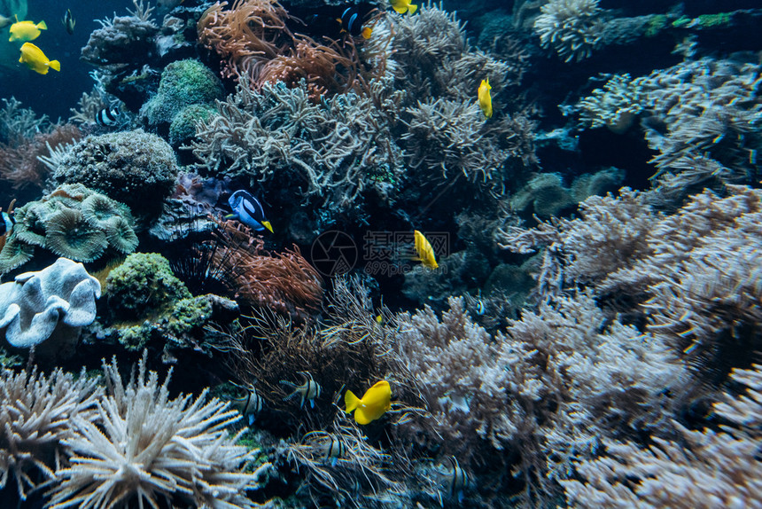 有珊瑚海绵和小热带鱼类在蓝海中游过图片