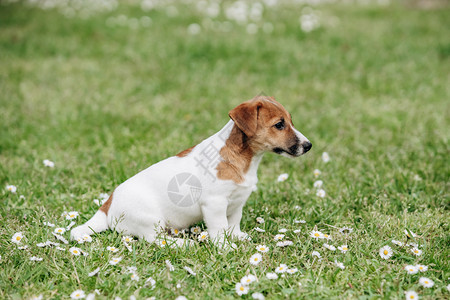 夏日在草地上的杰克罗素泰里尔小狗图片